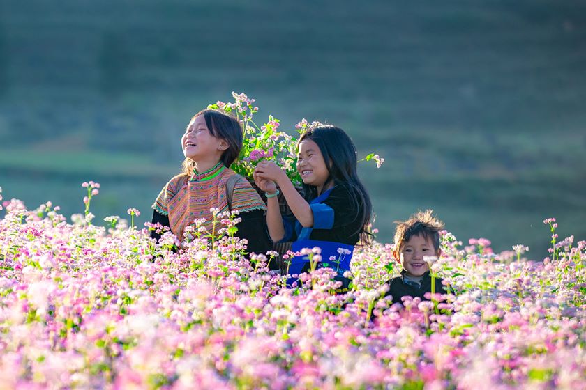 Hoa Tam Giác Mạch ở Hà Giang.