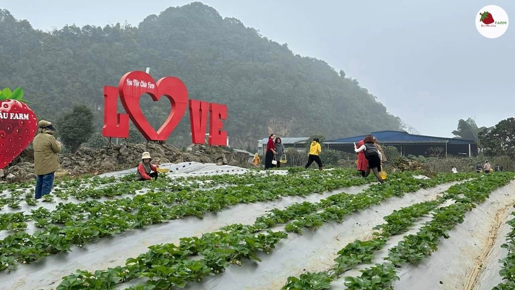 Tour Hà Nội - Mộc Châu - Hái Dâu Tây 2025