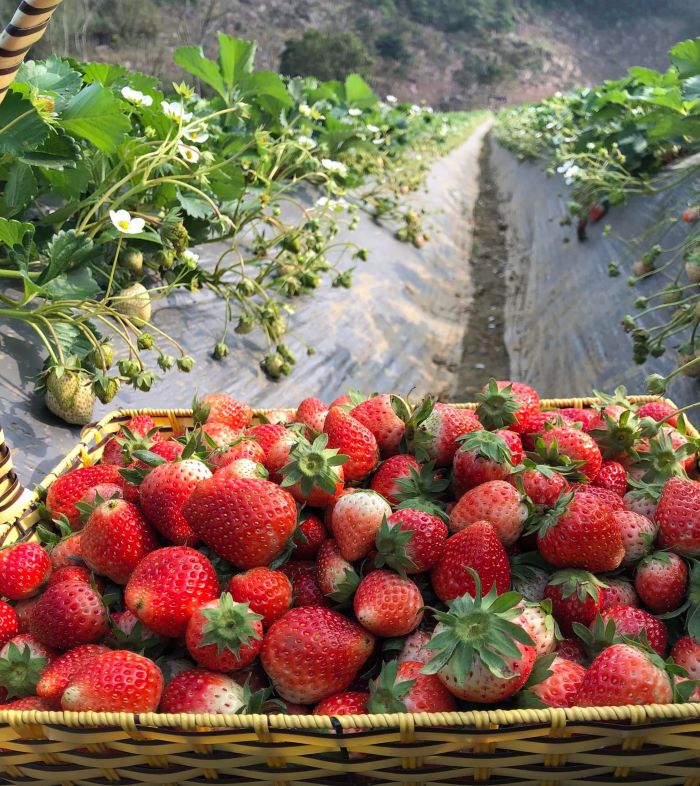 Tour Hà Nội - Mộc Châu - Hái Dâu Tây 2025