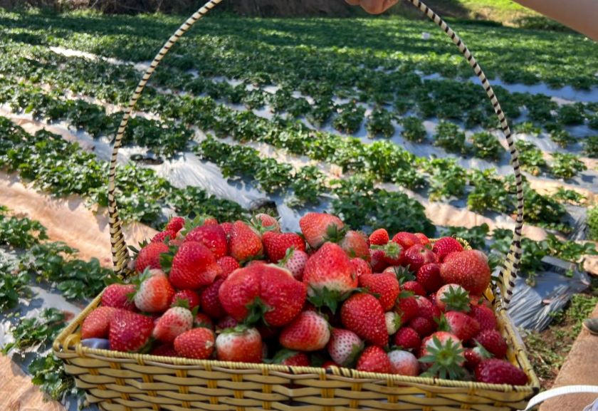 Bamboo Strawberry Farm.