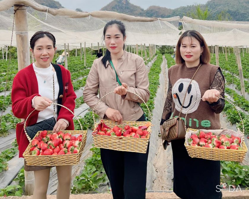 Tour Hà Nội - Mộc Châu - Hái Dâu Tây 2025