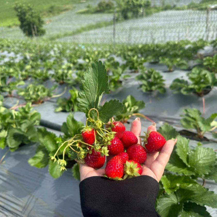 Hana Farm.