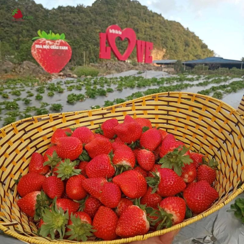 Hoa Mộc Châu Farm.