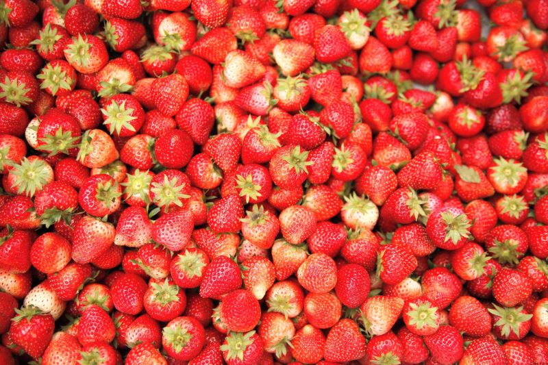 Tour Hà Nội - Mộc Châu - Hái Dâu Tây 2025