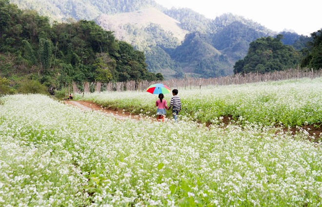 Khám phá Mộc Châu Mùa Hoa Nở Rộ 2N1Đ