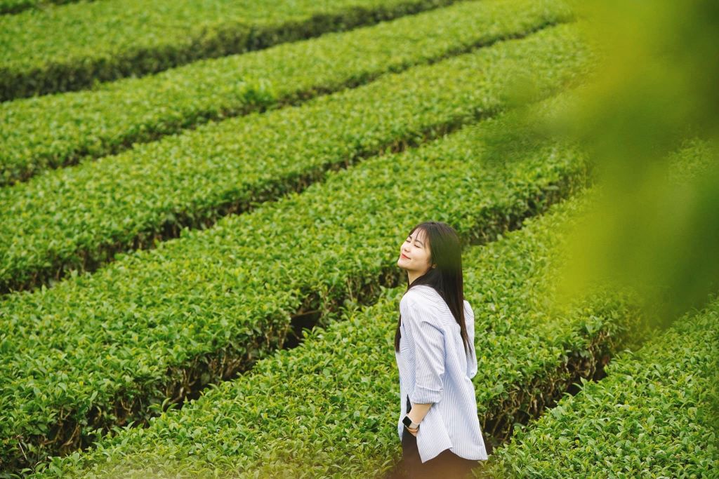 Mộc Châu - Mùa Hoa Nở 2024