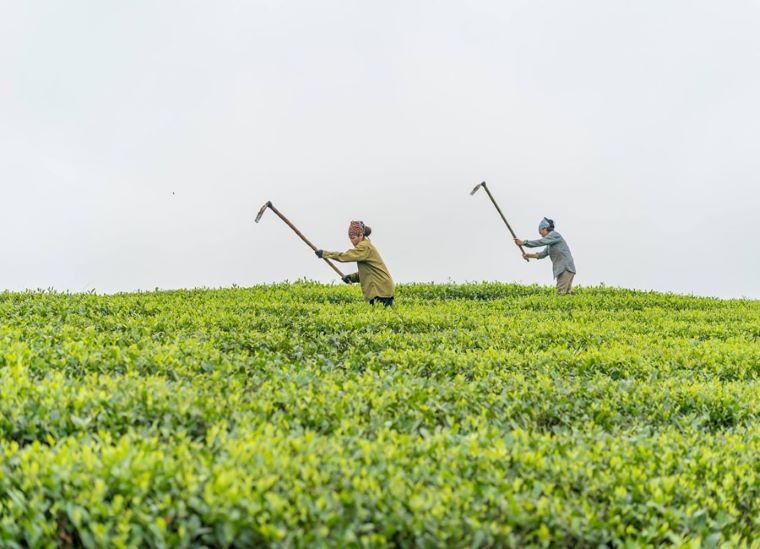 Công nhân trên đồi chè Thanh Sơn.