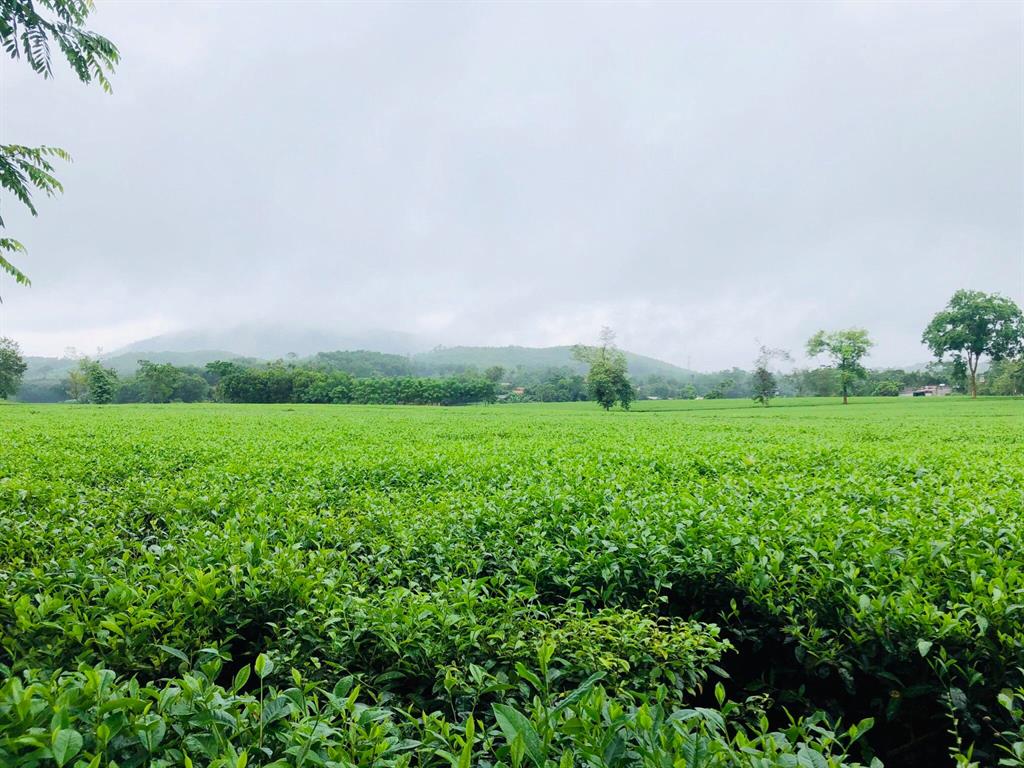 Hà Nội - Mù Căng Chải - Trạm Tấu - Cu Vai - Suối Giàng 3N2Đ