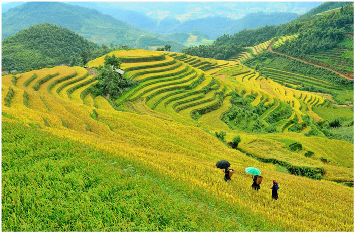 Ruộng bậc thang Mù Căng Chải, Yên Bái.