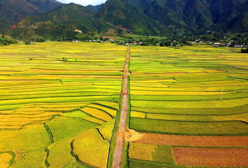 Cánh đồng lúa Mường Lò.