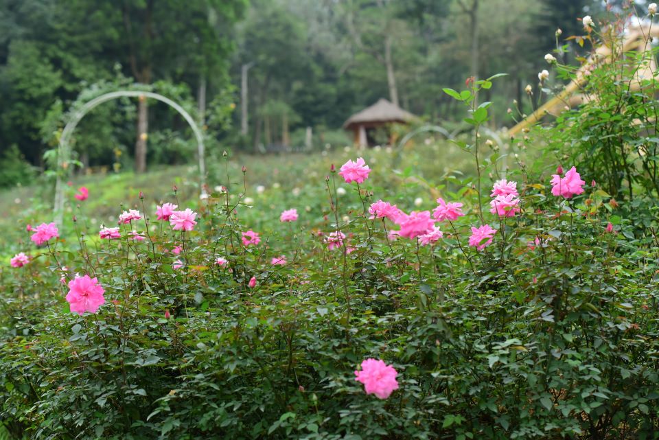 Vườn hồng trong khu Resort.