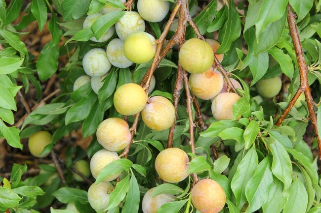 Thuần khiết mận trái mùa | Dulich24.com.vn