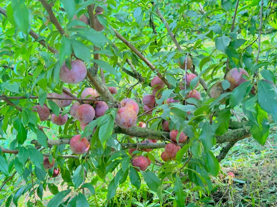 Mận chín tại thung lũng mận Mu Náu.