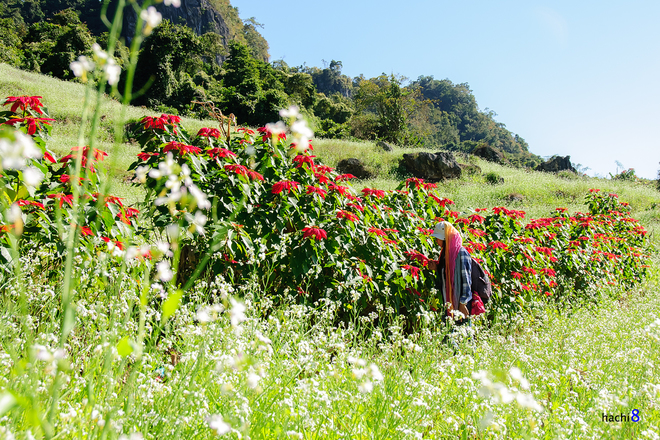 Hoa tại đây được trồng trên những đồi cao và bạn sẽ được đi bộ dạo bên những hàng rào hoa trạng nguyên đỏ thắm