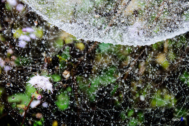 Khung cảnh huyền ảo, hoa lá cỏ cây ướt đẫm sương cũng là đặc điểm kỳ thú với vùng đất Mộc Châu mỗi dịp cuối thu, đầu đông.