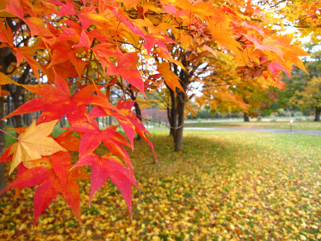 mùa thu Hokkaido - Nhật Bản