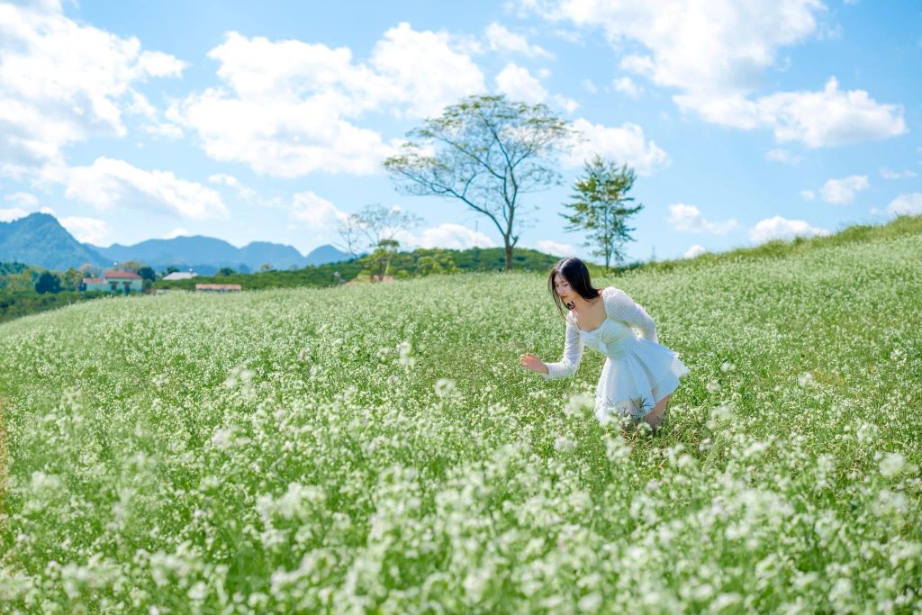 Những cánh đồng cải trắng là điểm nhấn của du lịch Mộc Châu.