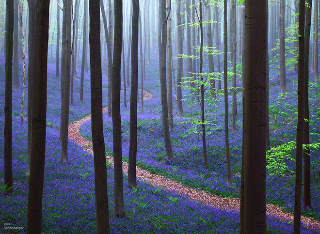 Con đường đi qua rừng Hallerbos ở Bỉ, bao quanh là một thảm hoa chuông xanh tuyệt đẹp.