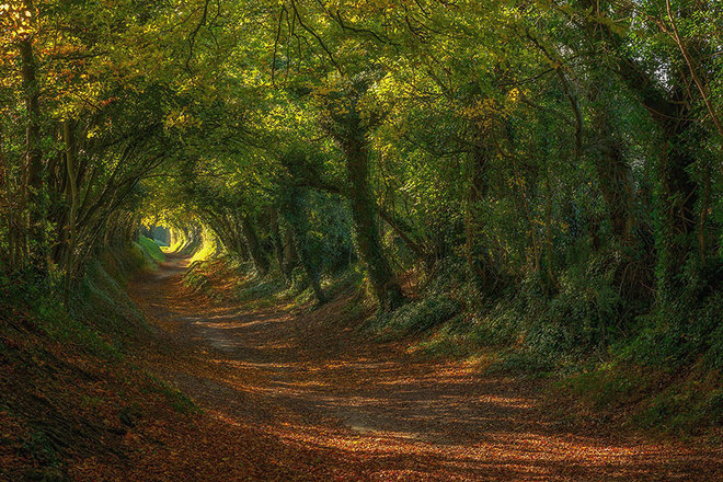 Đường mòn dẫn lên cối xay gió Halnaker nổi tiếng ở Sussex, Anh.