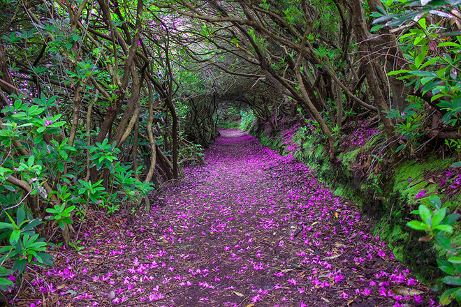 "Đường hầm" hoa đỗ quyên trong công viên Reenagross, Ireland.