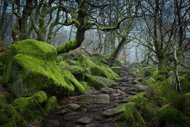 Những bậc thềm rêu phong trên con đường mòn ở thung lũng Padley Gorge, thuộc vườn quốc gia Peak District, Anh.