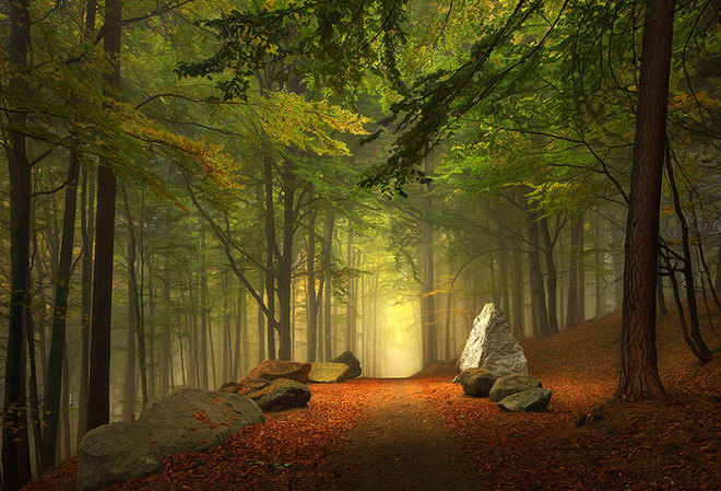 Vẻ đẹp huyền ảo trên con đường mòn đi bộ trong rừng Bavaria, Đức