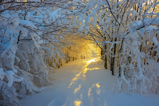 Bình minh trên con đường phủ đầy tuyết trắng ở công viên quốc gia Campigna, Italy.