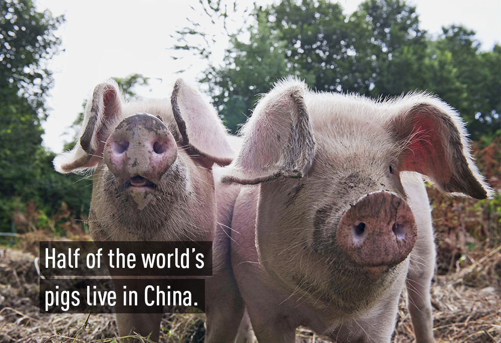 Một điều đáng ngạc nhiên là một nửa số lợn của thế giới được nuôi tại Trung Quốc