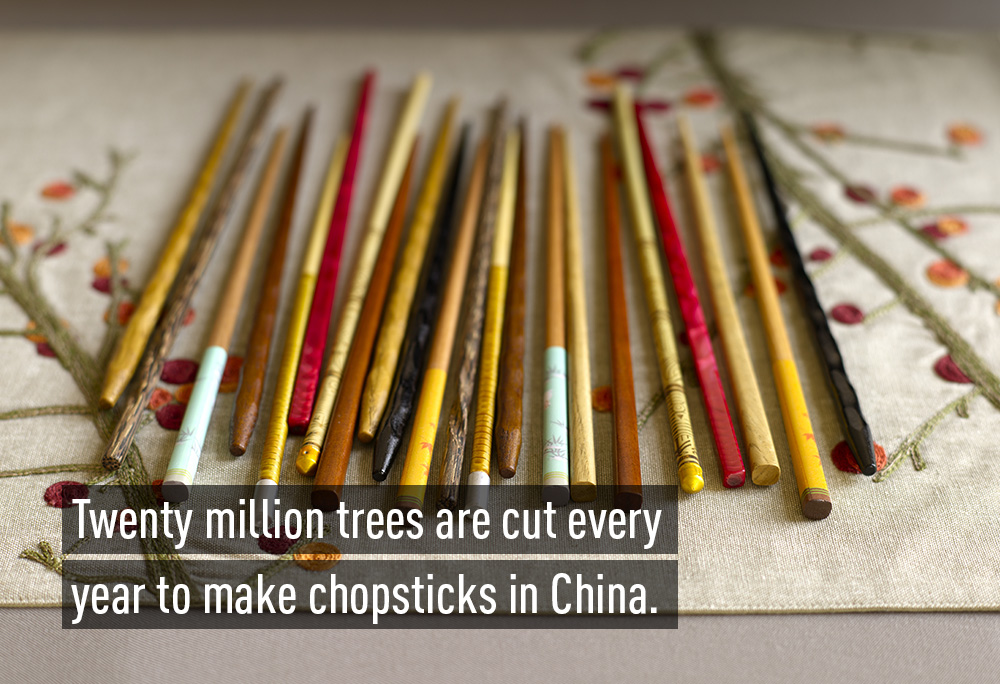 Hàng năm, có tới 20 triệu cây ở Trung Quốc bị chặt để làm đũa ăn