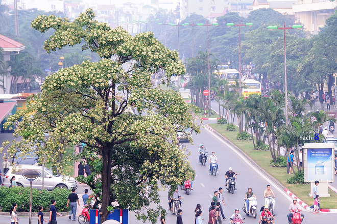 Phố Quang Trung, đường Nguyễn Du, Nguyễn Chí Thanh, Trần Duy Hưng, Duy Tân… là những con phố Hà Nội đẹp hơn khi mùa hoa sữa đến.