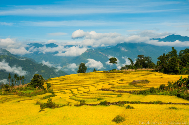 Thu vàng miên man ở Y Tý - Lào Cai