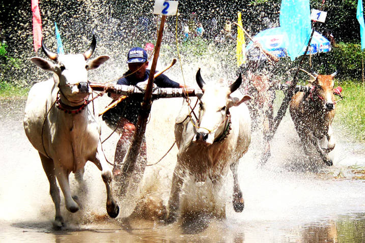 Lễ hội đua bò Bảy Núi - An Giang