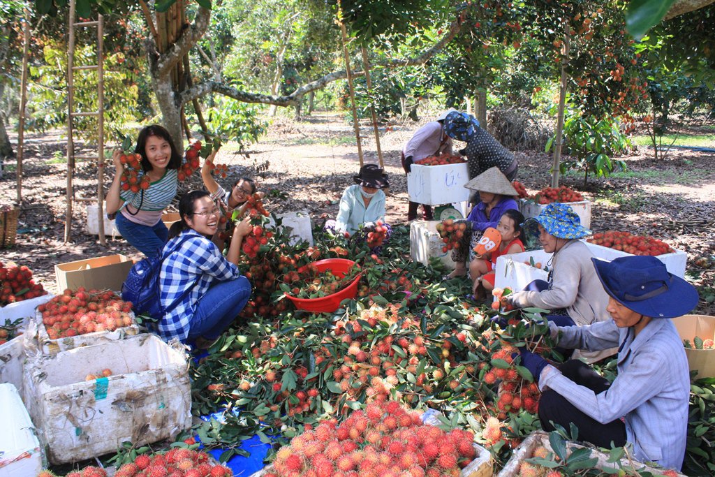 Hoa quả Lái Thiêu