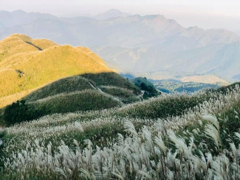 Cỏ bông lau nở trên những sườn núi ở Bình Liêu.