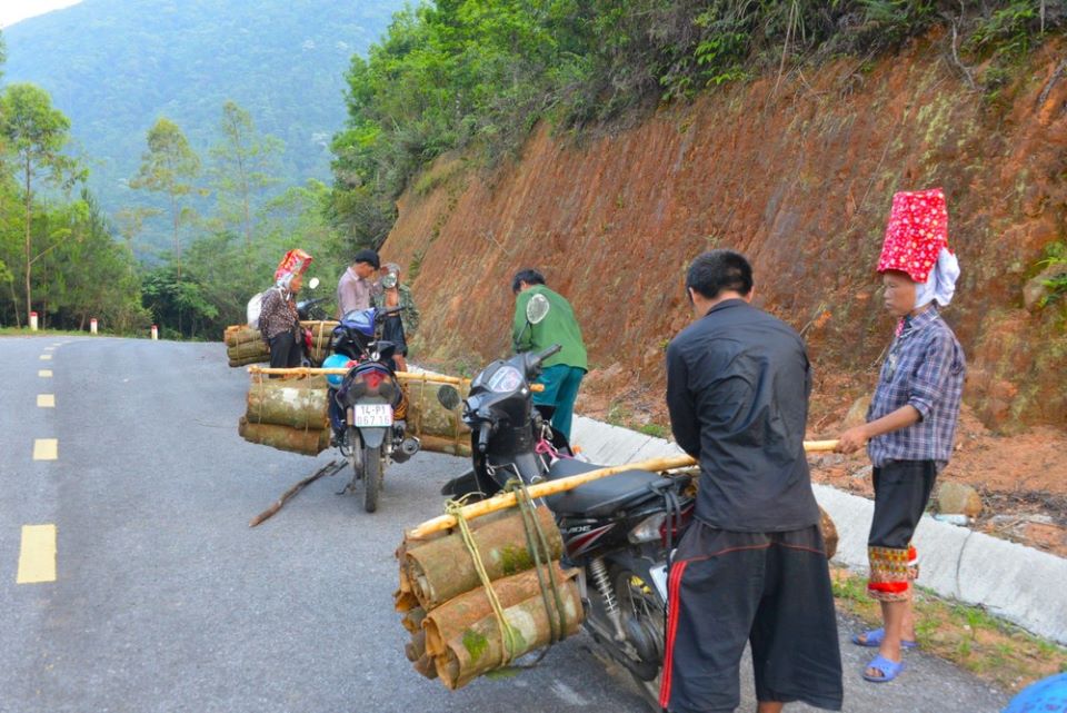 Người dân thu hoạch Quế ở Bình Liêu.