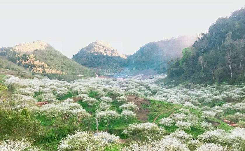 Hoa mận nở bung trong thung lũng Mận Mu Náu dịp đầu năm.