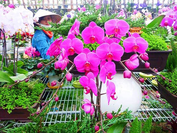 Những dàn hoa Phong Lan tím thật đẹp