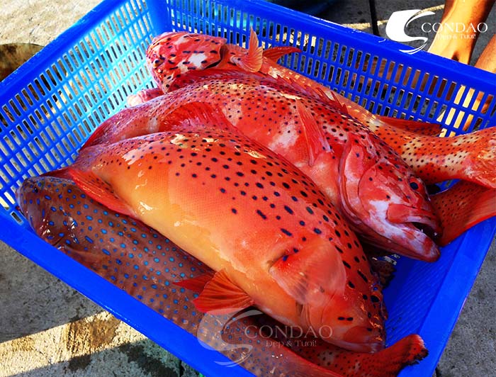 Cá mú đỏ, đặc sản ngon nhất ở Côn Đảo.