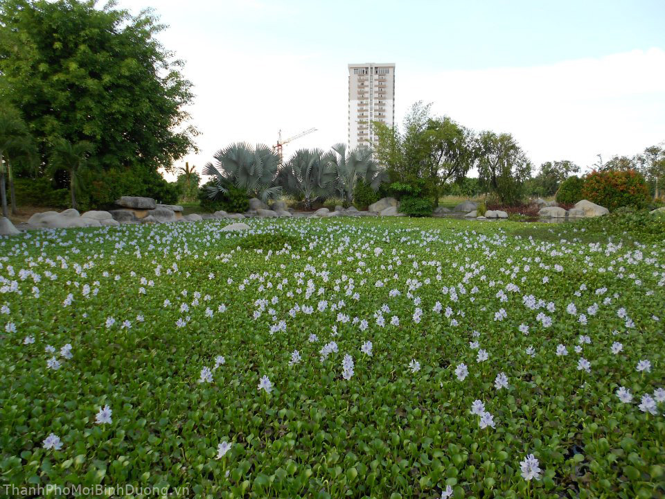 Hoa lục bình nở trong suối đá.