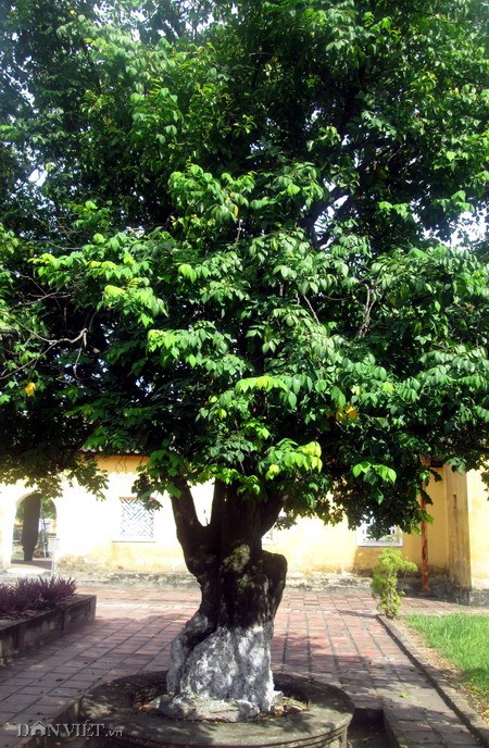 Những cây “cổ thụ” trong Cung