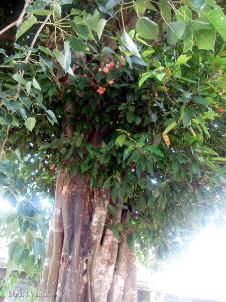 ​Những cây “cổ thụ” trong Cung