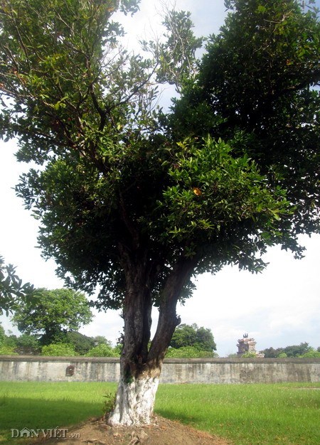 ​Những cây “cổ thụ” trong Cung