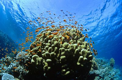 Rạn san hô nơi đây được bảo tồn hầu như nguyên vẹn