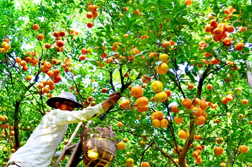 Điểm du lịch hấp dẫn: Vựa trái cây Lai Vung.