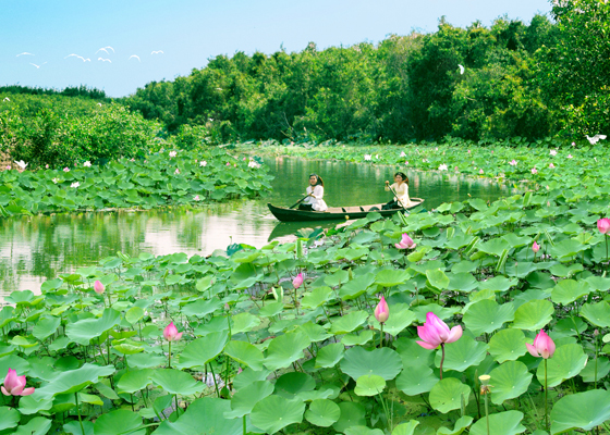 Đồng Tháp nổi tiếng với những cánh đồng Hoa Sen thơm ngát.