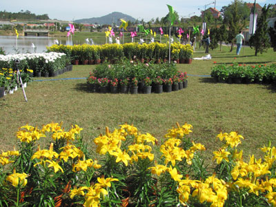 Không gian hoa bên Hồ Xuân Hương