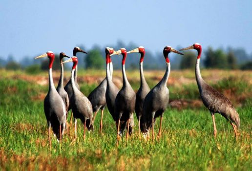 Điểm du lịch hấp dẫn: Khu sinh thái rừng chàm chim Vị Thủy
