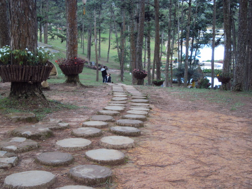 Con đường nhỏ vào rừng thông được tạo thành từ những hòn đá