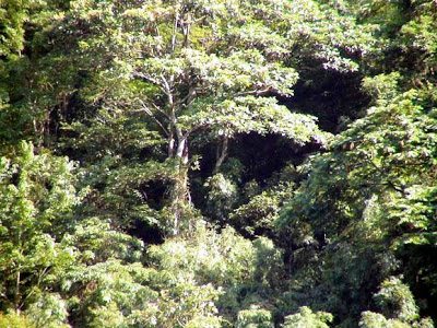 rừng phân bố tập trung với diện tích lớn (trên 7.000 ha)