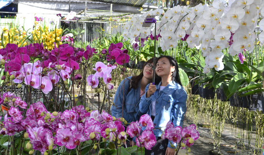 Du khách thích thú chụp ảnh trong các vườn hoa ở Sa Đéc.